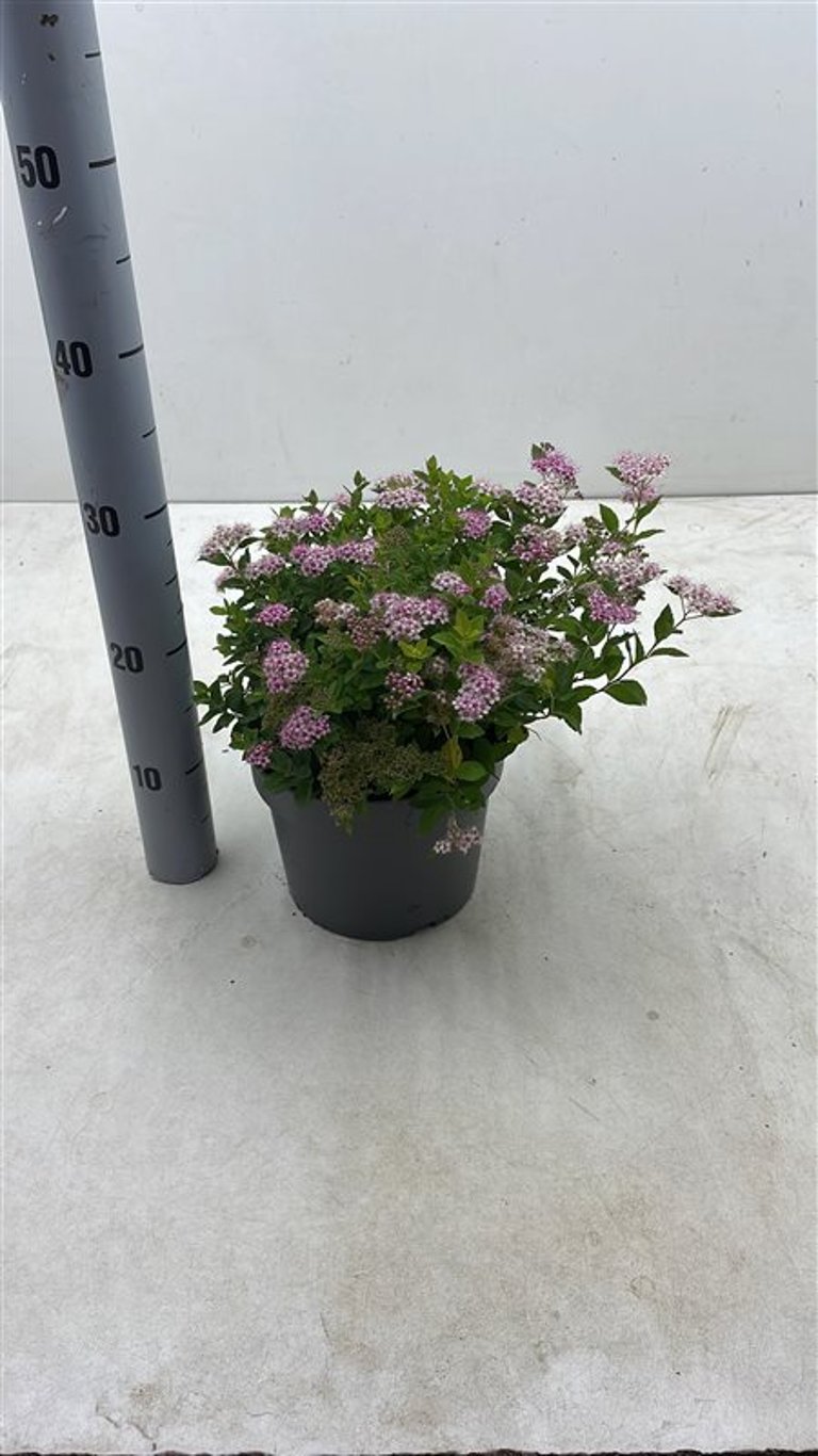 Spiraea jap. 'Little Princess' - C3